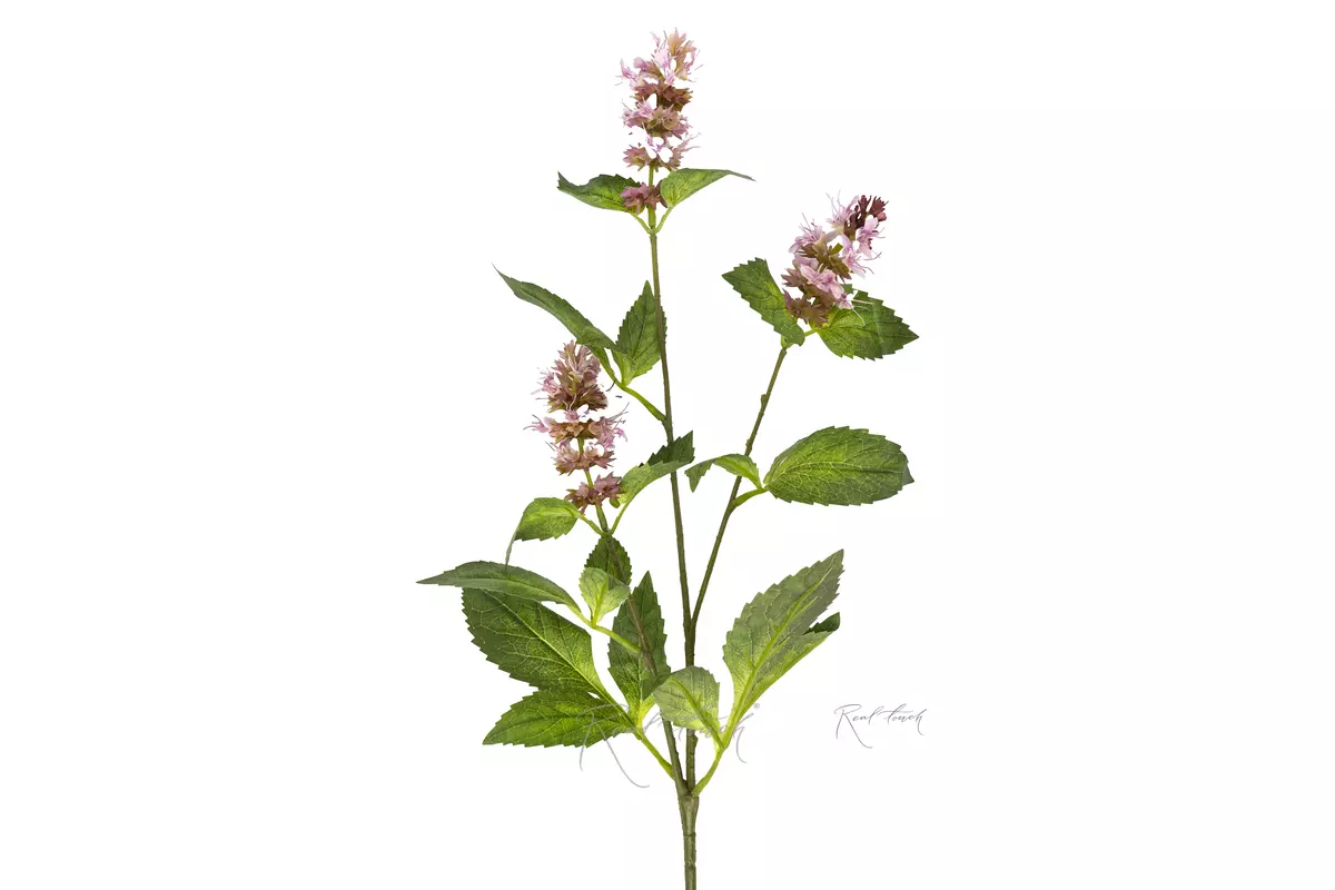 A sprig of flowering mint - pink A sprig of flowering mint - pink