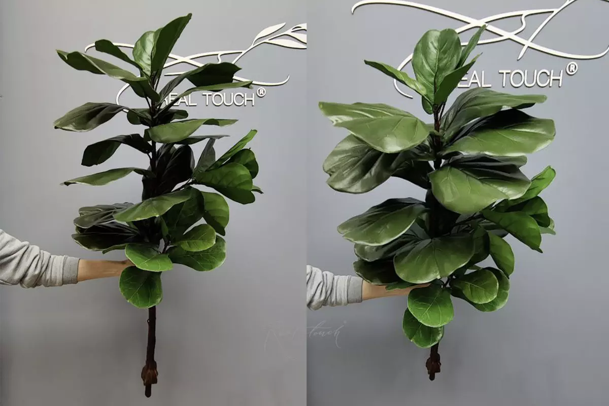 Fiddle-leaf fig tree Ficus Lyrata without pot 140cm - green