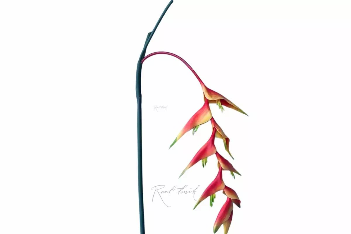Heliconia flower - red