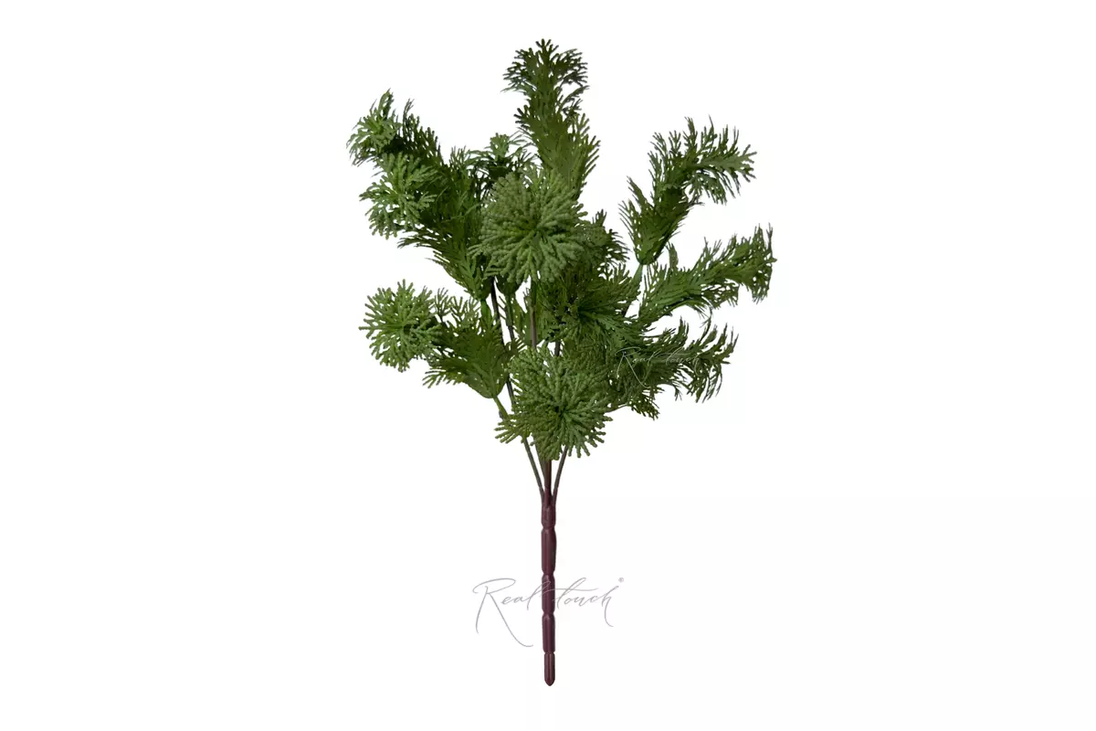 Selaginella Apoda - Dark green