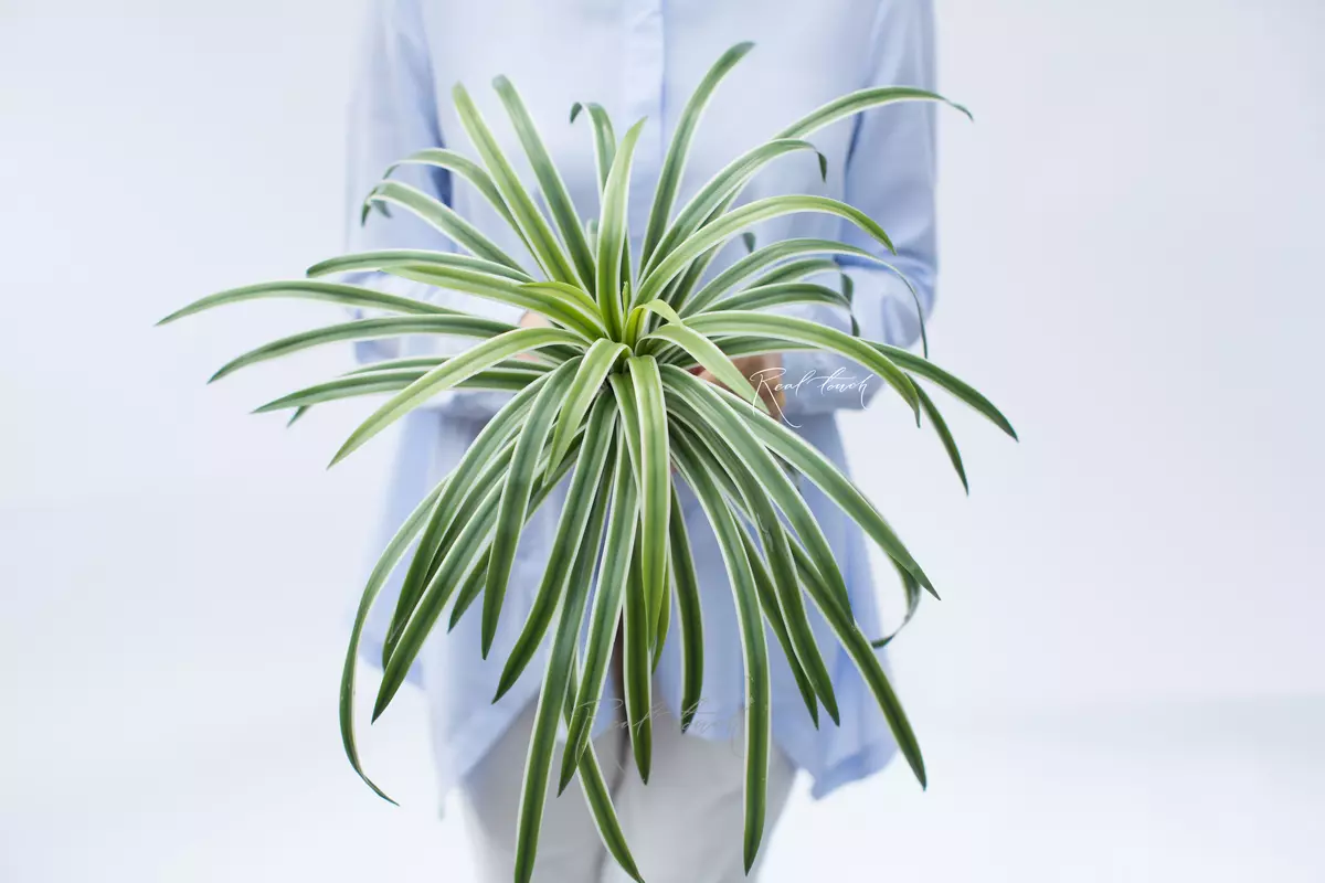 Dracaena surprise large 40 leaves (64cm) - green