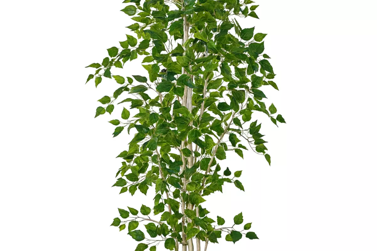 Birch tree 240 cm in a pot ( dark trunk ) - green
