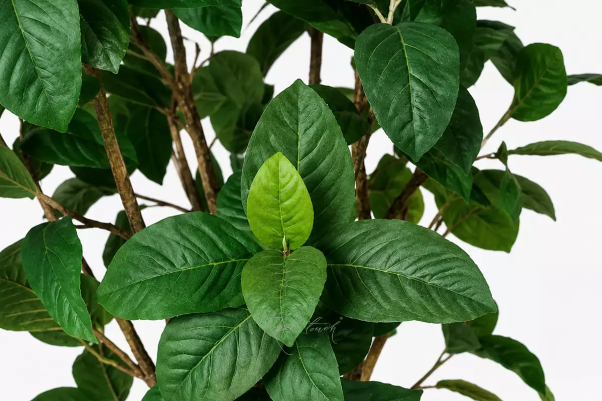 Ficus 240cm - green