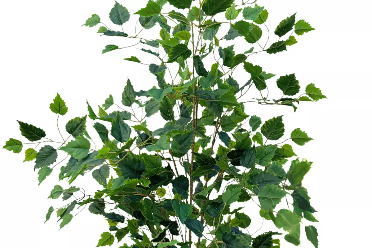 Birch tree 120 cm without pot ( dark trunk ) - green
