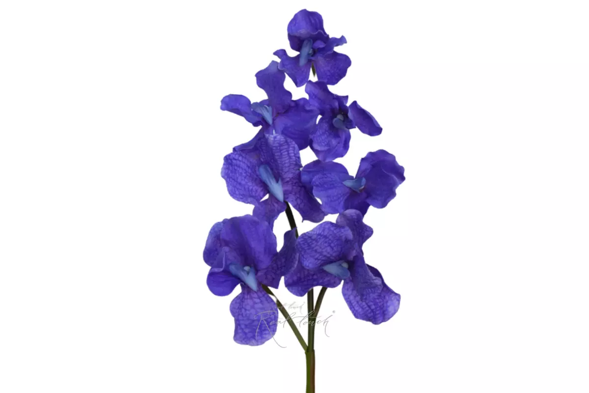 Vanda orchid 7 inflorescences - purple Vanda orchid 7 inflorescences - purple