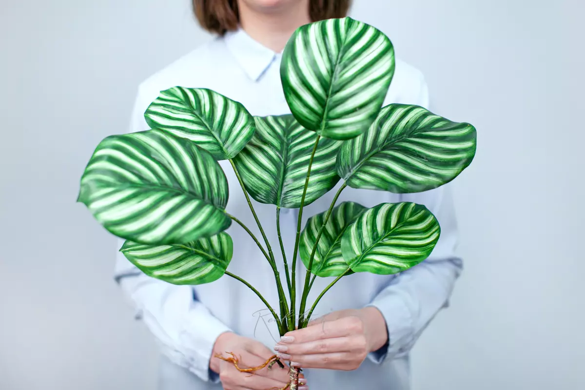 Calathea round-leaved bush of 8 leaves with roots - white green