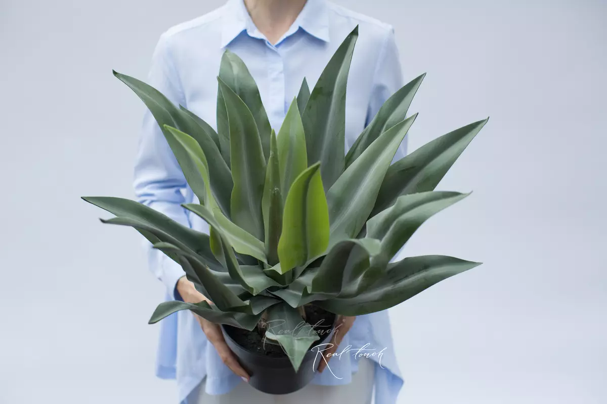 Agave attenuate sprayed in flowerpots 53cm - green