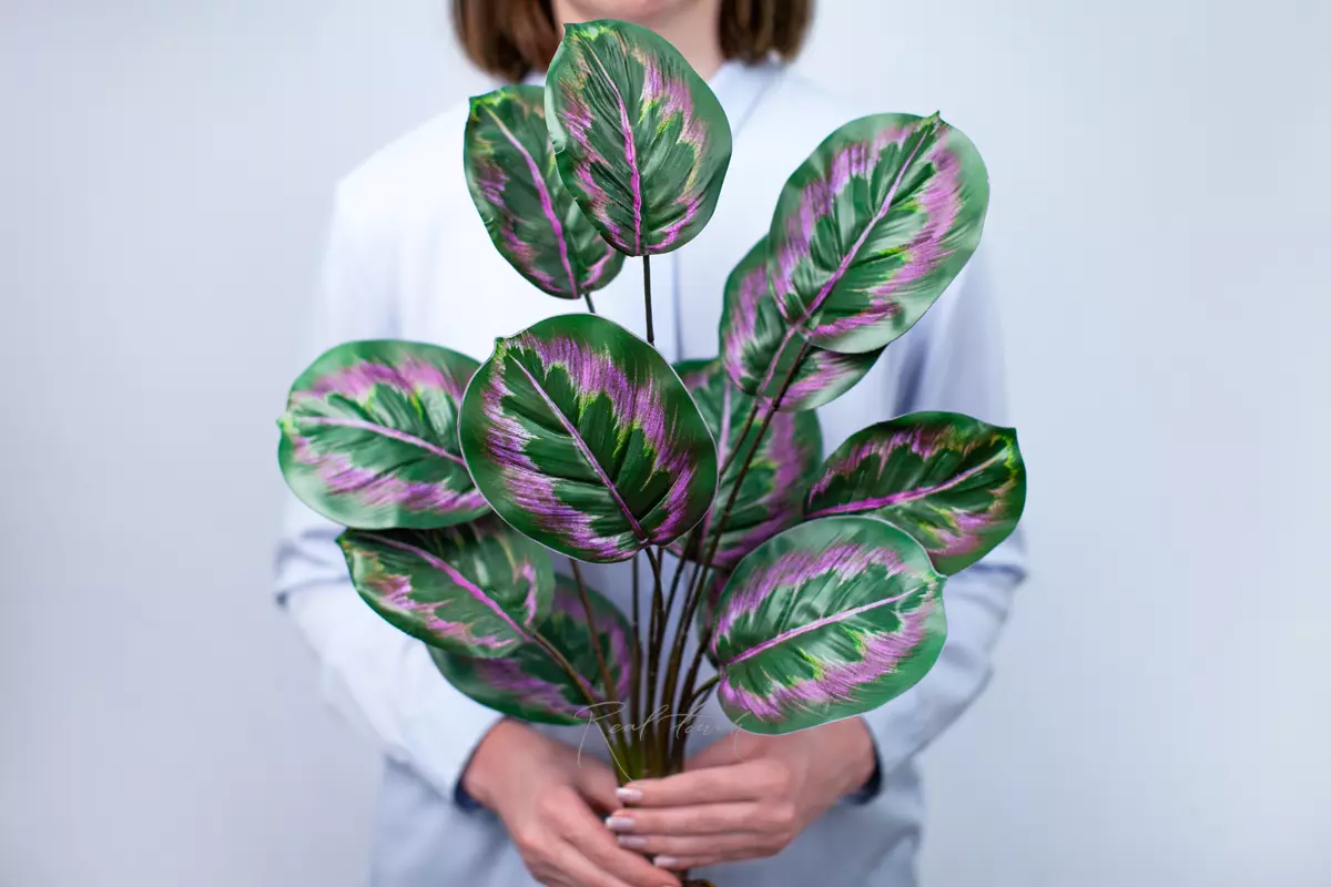 Calathea Little princess bush of 12 leaves with roots - Green pink