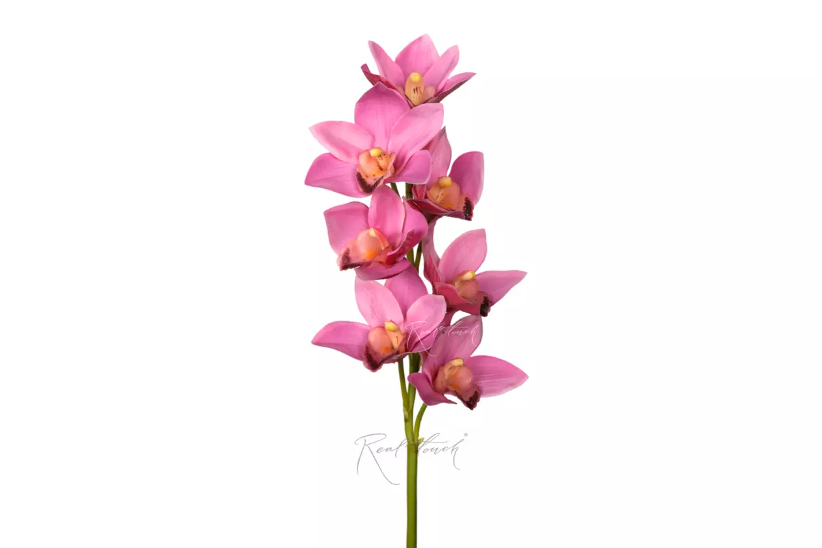 Cymbidium with 7 inflorescences 27" - light purple Cymbidium with 7 inflorescences 27" - light purple