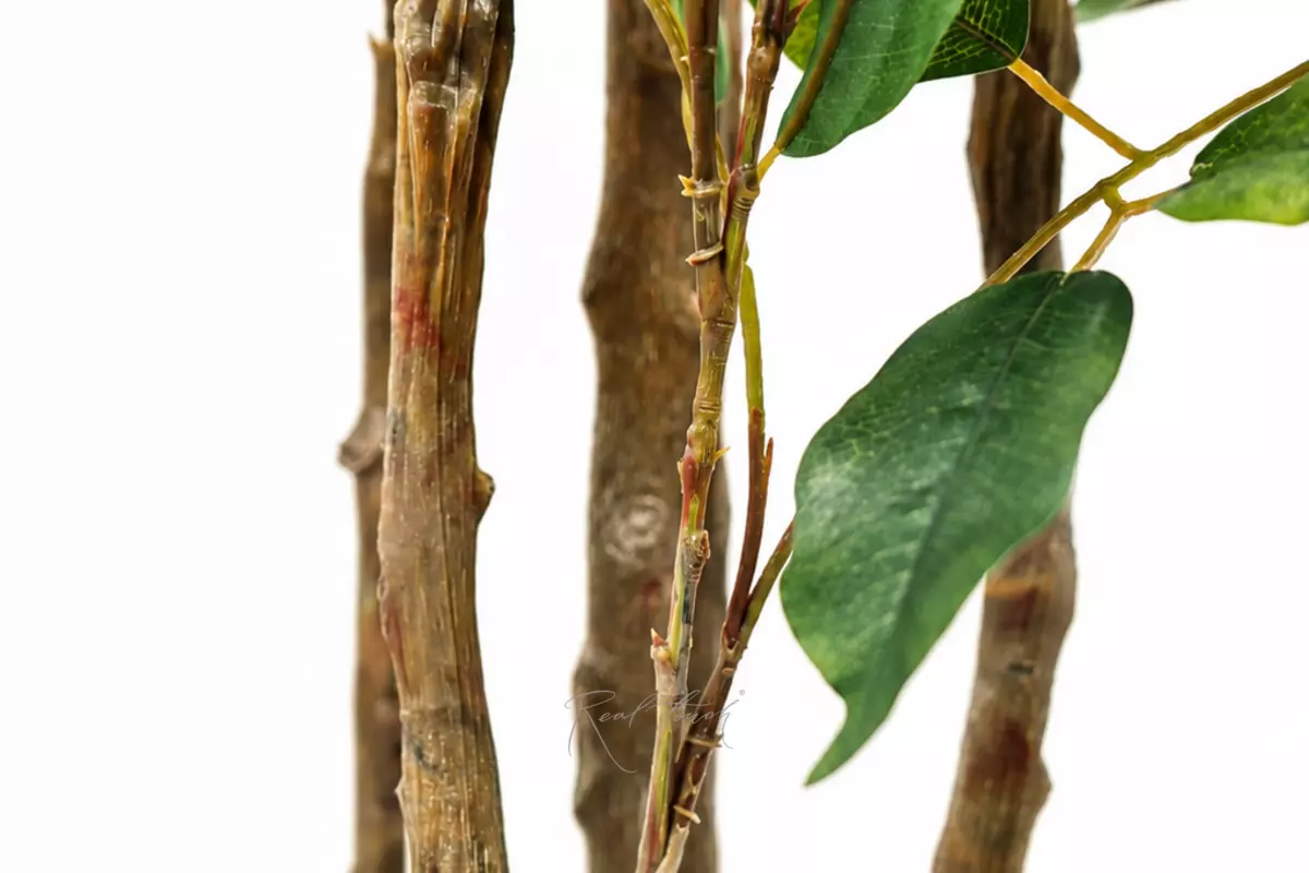 Ficus Benjamina Naomi 180 cm - green Ficus Benjamina Naomi 180 cm - green