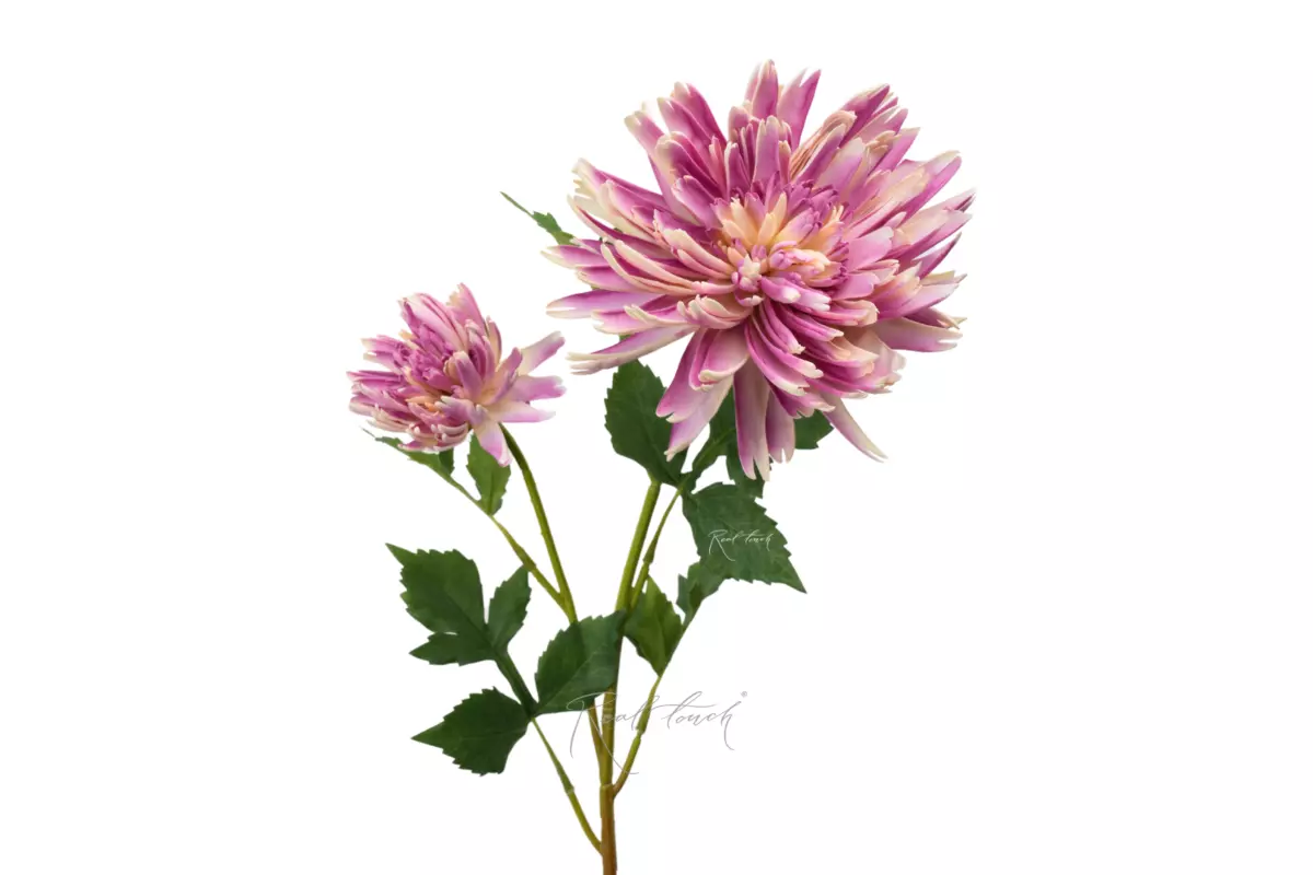 Chrysanthemum Autumn - purple Chrysanthemum Autumn - purple