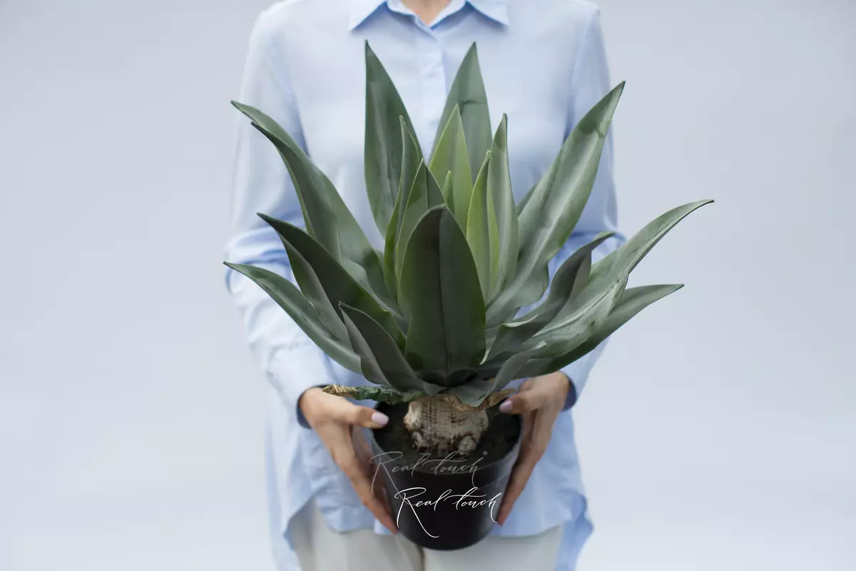 Agave attenuate sprayed in flowerpots 50cm - green Agave attenuate sprayed in flowerpots 50cm - green