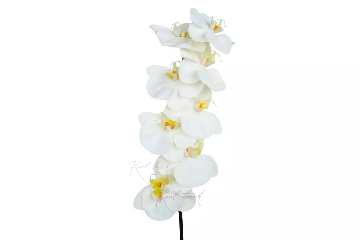 Orchid Premium 8 blooms (yellow core) - white Orchid Premium 8 blooms (yellow core) - white