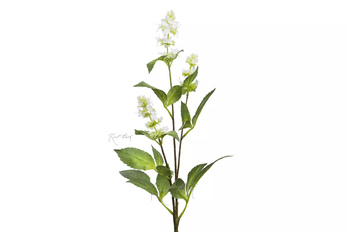 A sprig of flowering mint - white A sprig of flowering mint - white