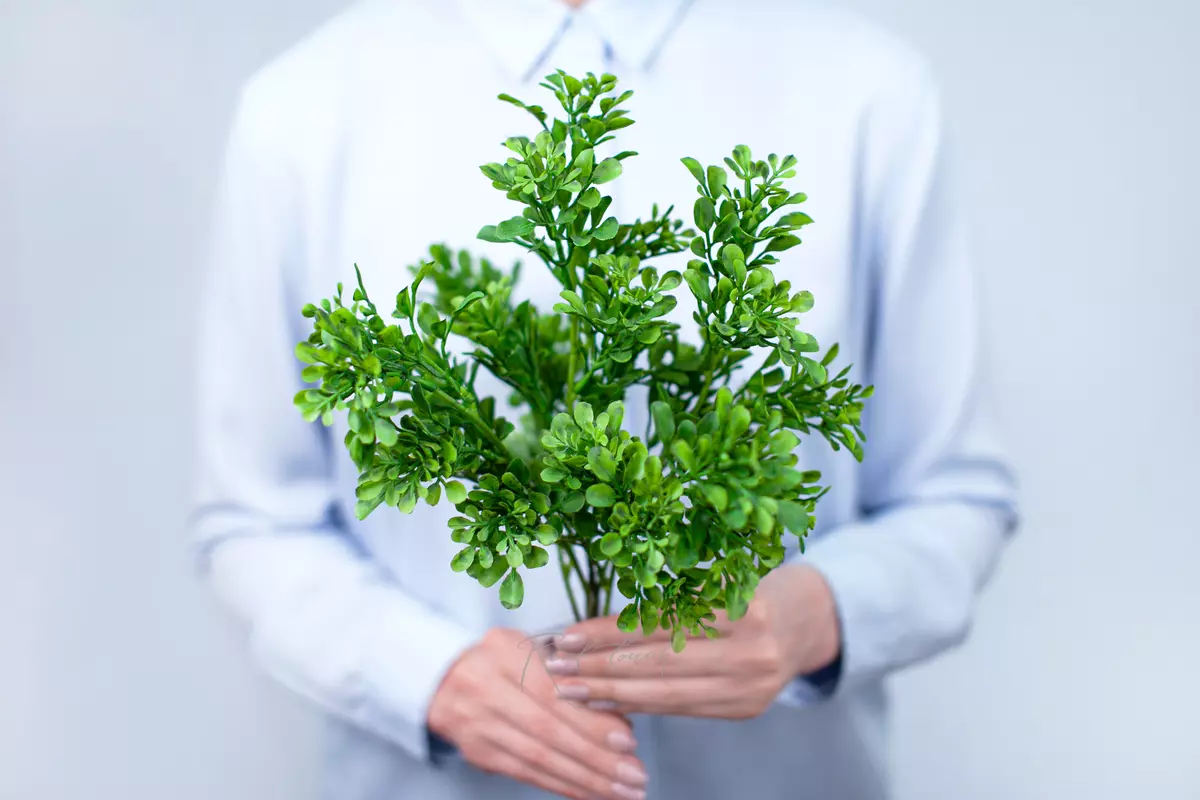 Bunch of boxwood - Dark green