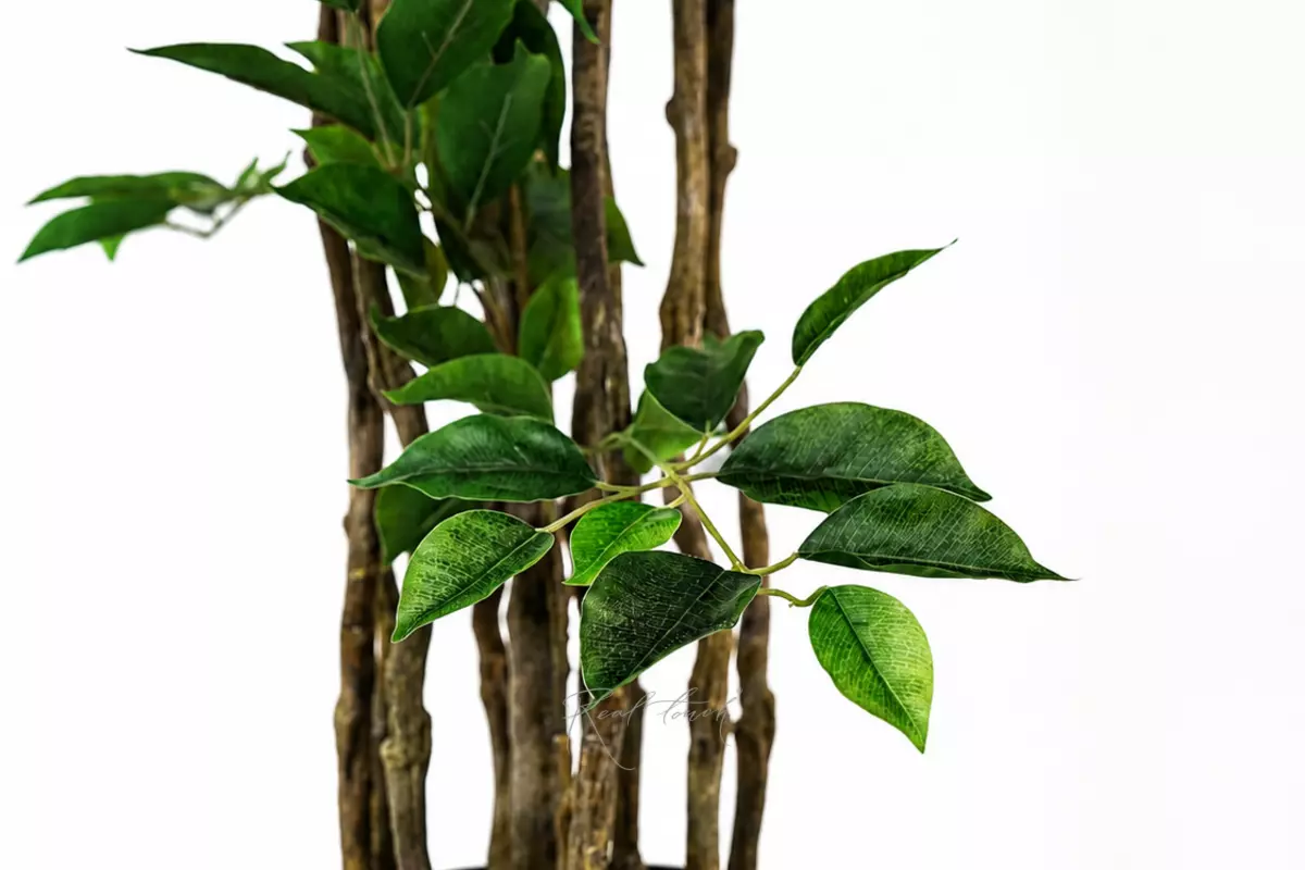 Ficus Benjamina Naomi 240cm - green
