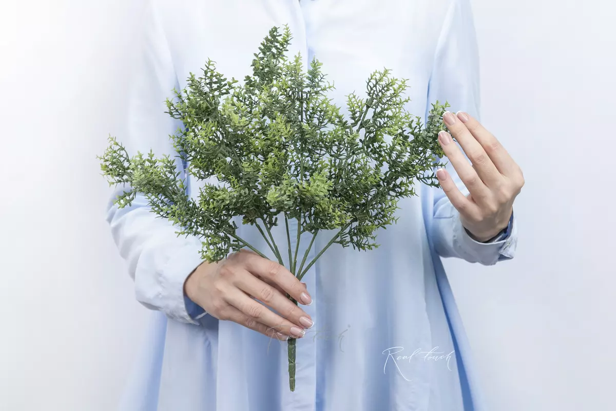 Small - leaved boxwood - green