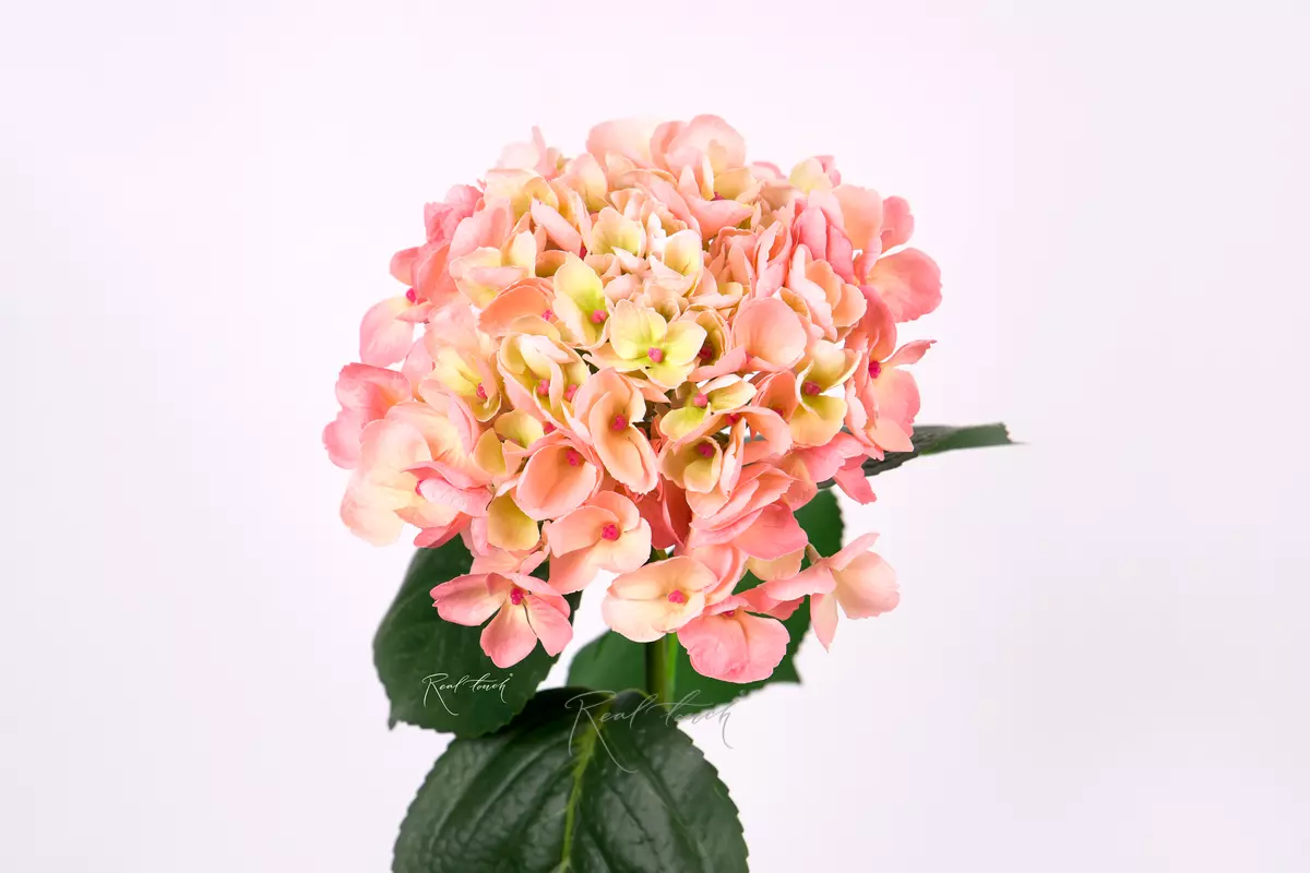 Hydrangea macrophylla on the stem - peach pink Hydrangea macrophylla on the stem - peach pink