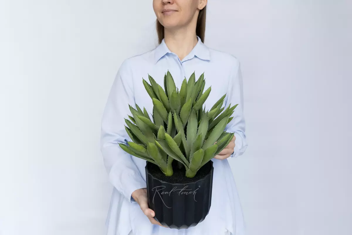Aloe Black Gem - green