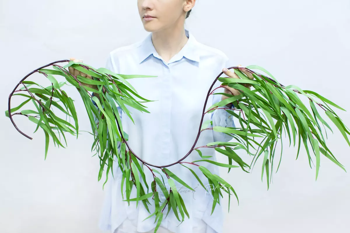 Eucalyptus Nicoli Garland - green Eucalyptus Nicoli Garland - green