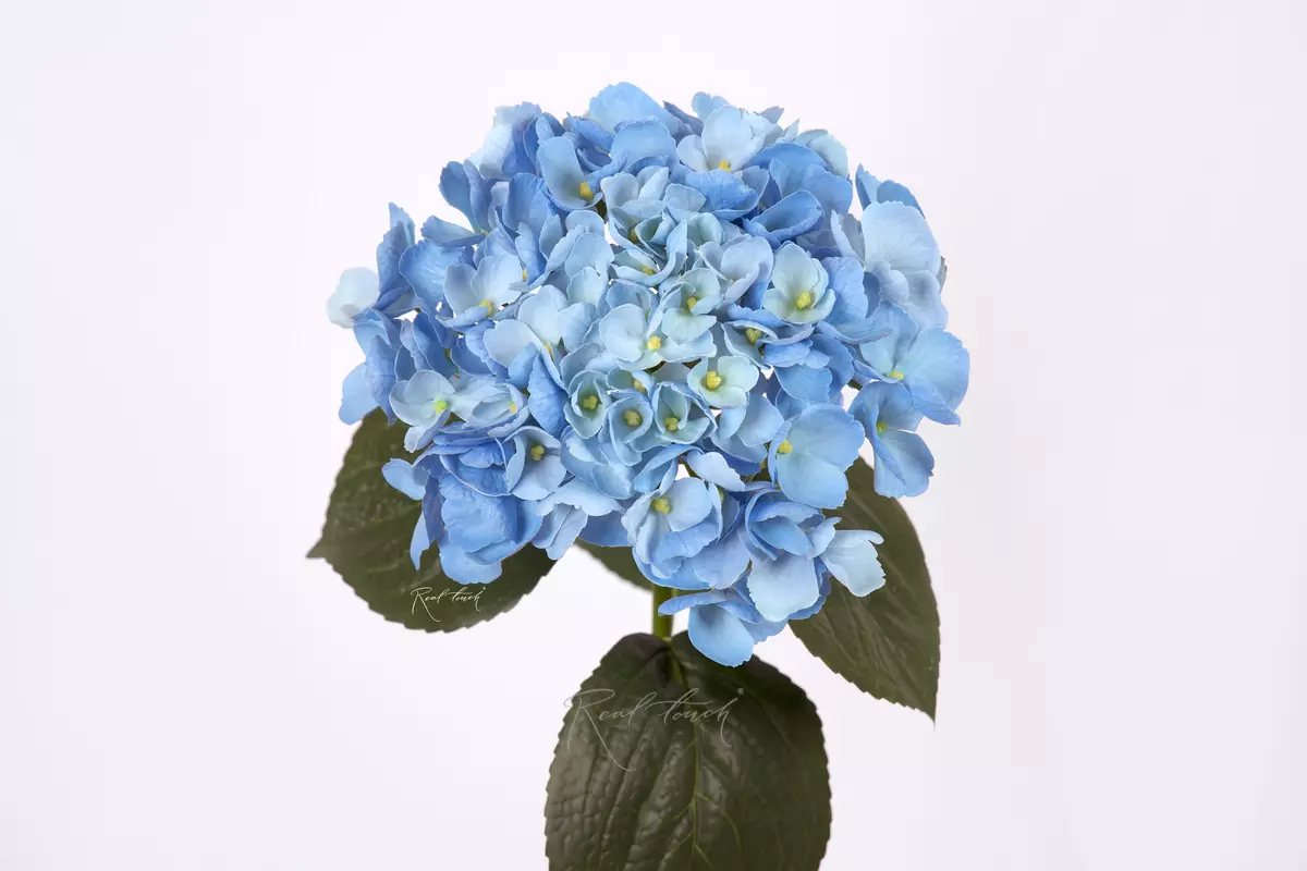 Hydrangea macrophylla on the stem - light blue Hydrangea macrophylla on the stem - light blue