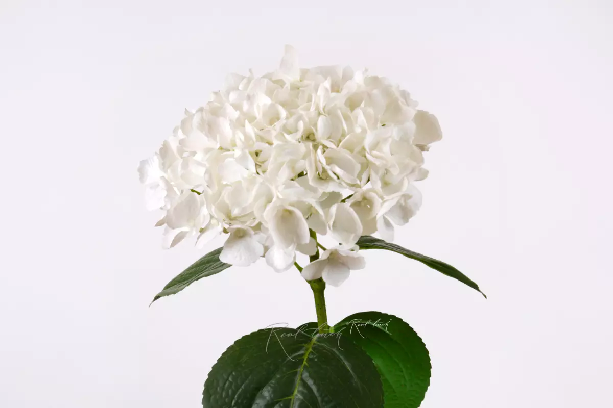 Hydrangea macrophylla on the stem - white Hydrangea macrophylla on the stem - white