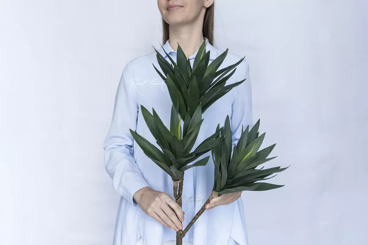 Dracaena Compacta - green