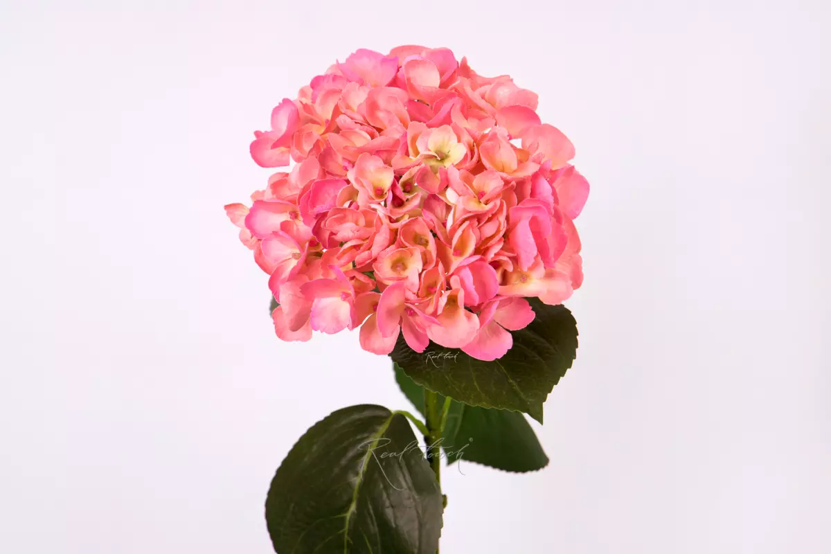 Hydrangea macrophylla on the stem - Dark pink