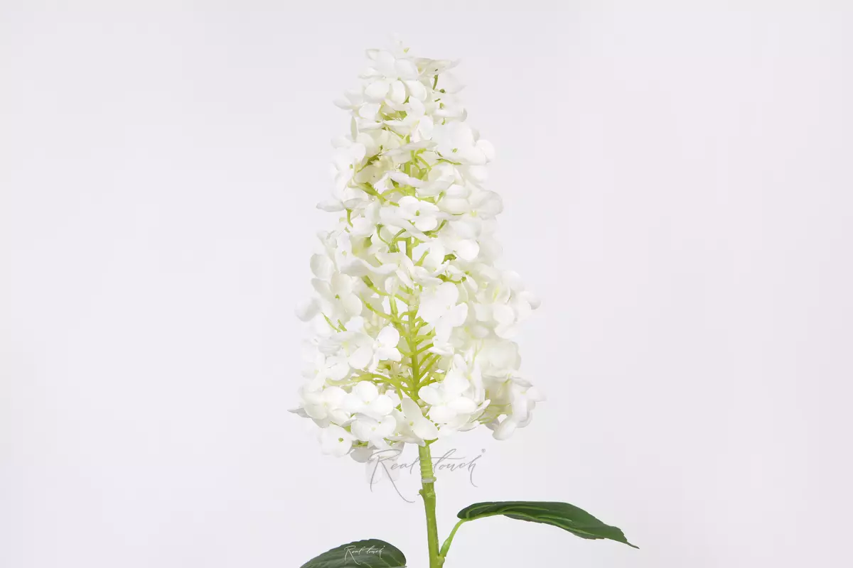 Hydrangea paniculata on the stem - white Hydrangea paniculata on the stem - white
