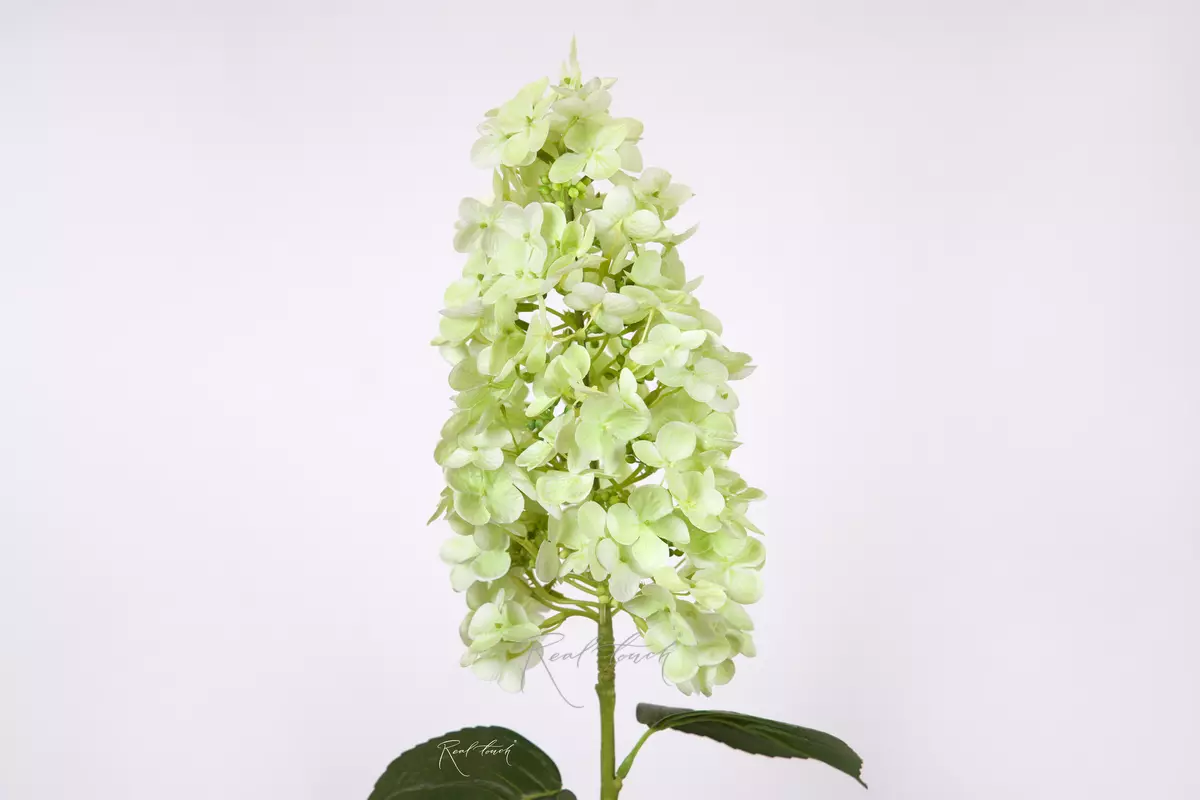 Hydrangea paniculata on the stem - green