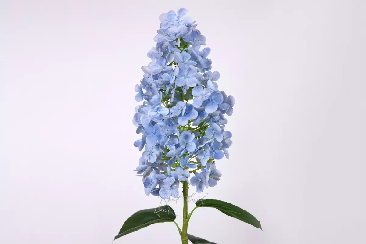 Hydrangea paniculata on the stem - light blue Hydrangea paniculata on the stem - light blue