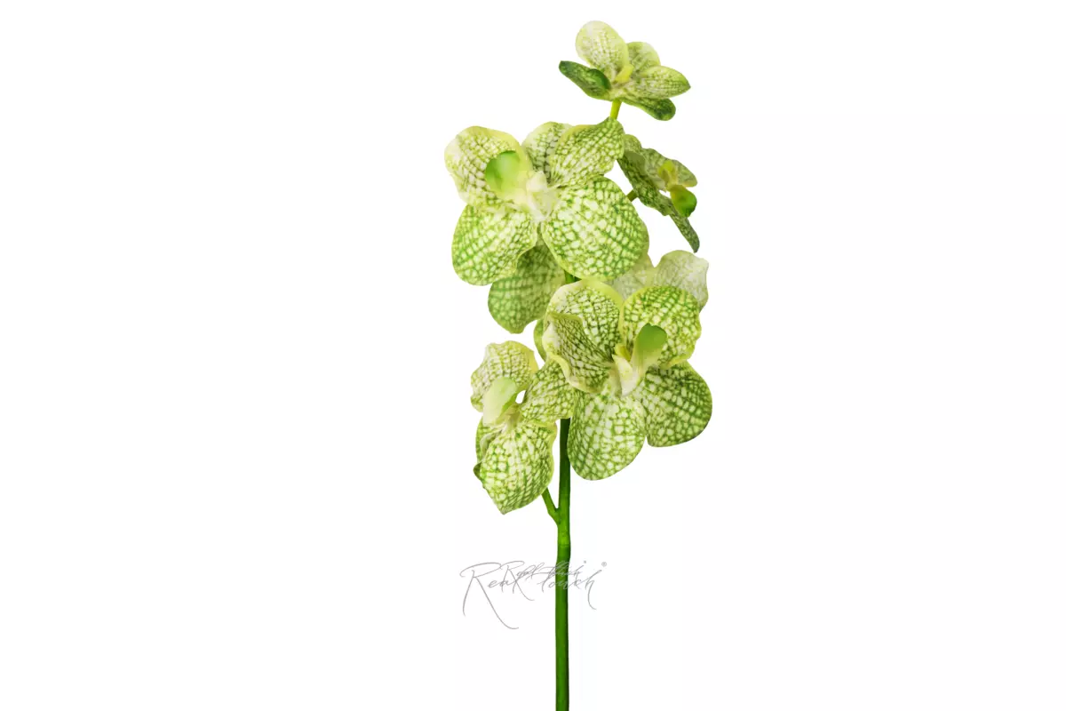 Orchid Vanda (7 inflorescences) - light green