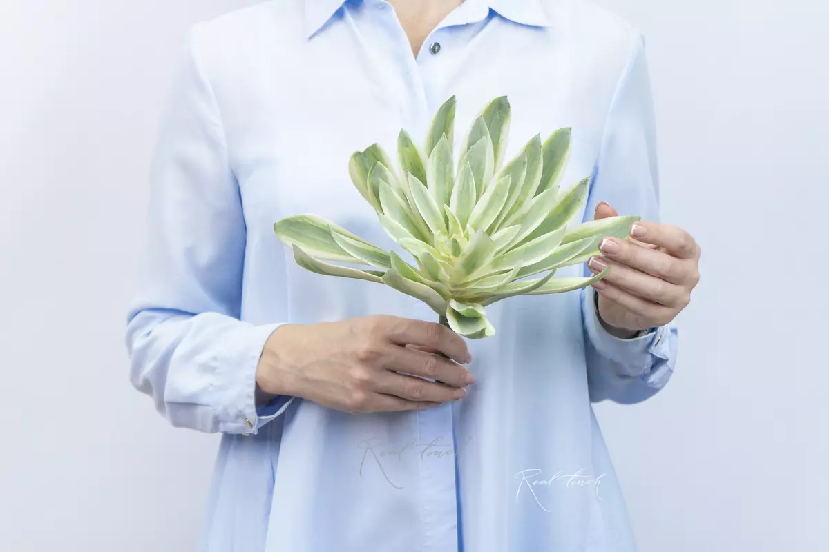 Agave small - green