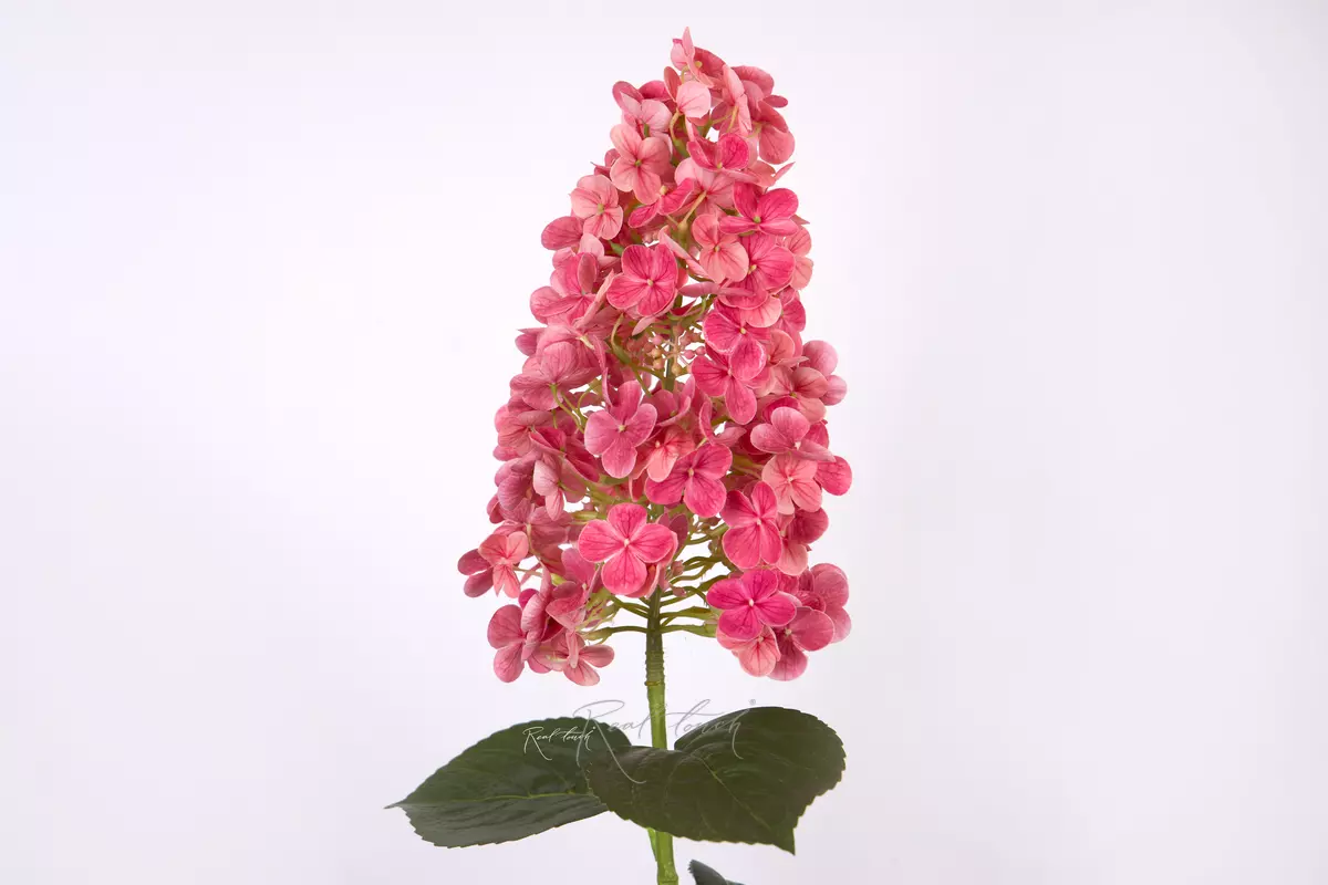 Hydrangea paniculata on the stem - Dark pink Hydrangea paniculata on the stem - Dark pink