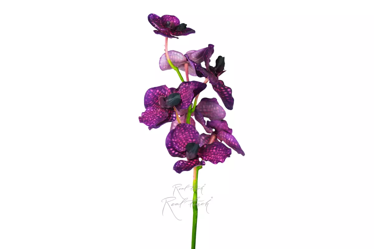 Orchid Vanda (7 inflorescences) - purple Orchid Vanda (7 inflorescences) - purple