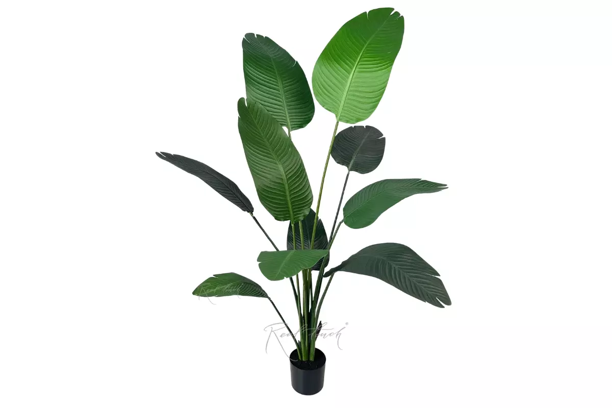 Strelitzia LRJ 1.6m/10L 160cm - green Strelitzia LRJ 1.6m/10L 160cm - green