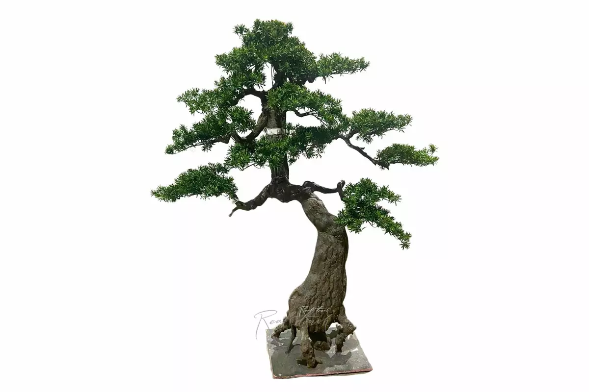 Bonsai tree 205*180*100 cm - green