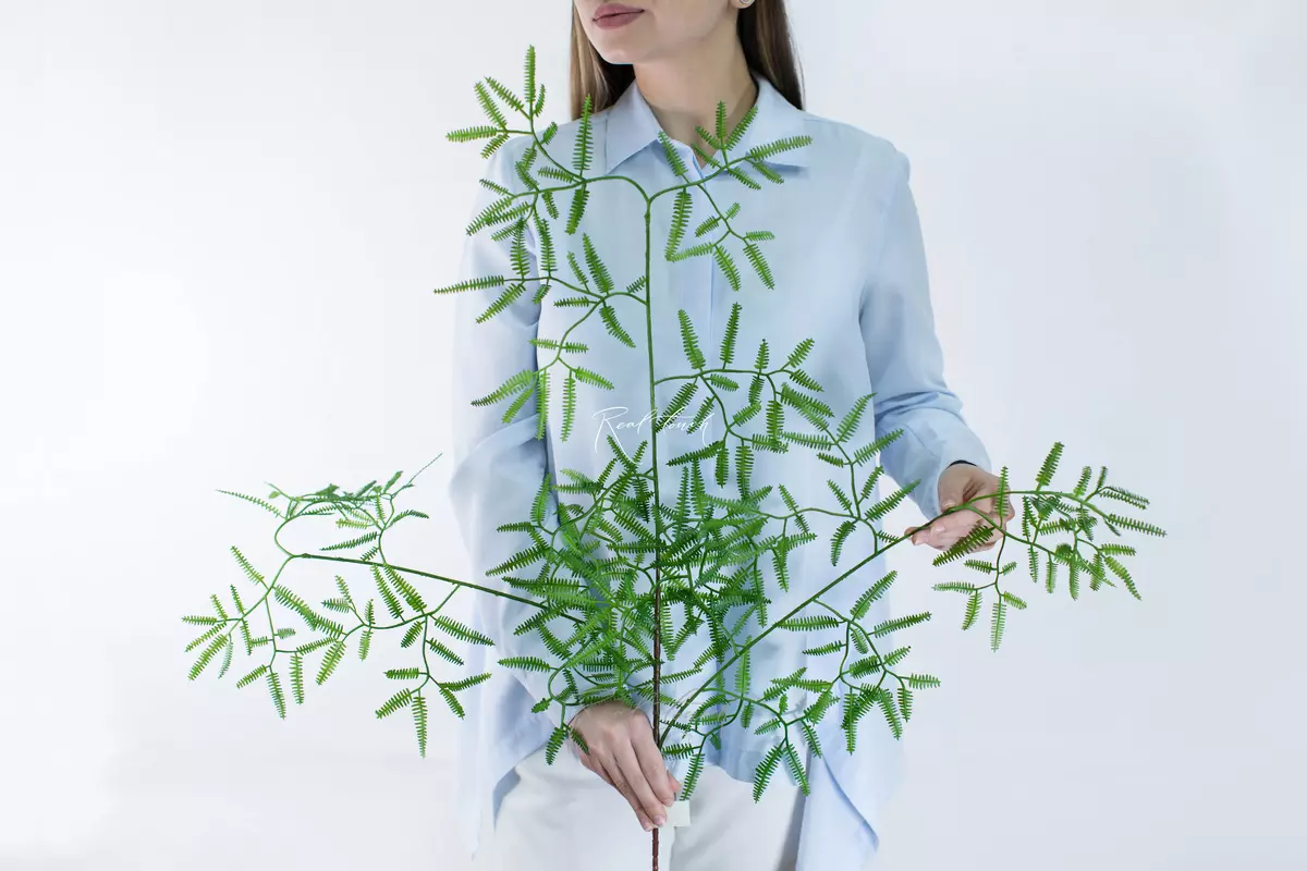 Branch of Dicranopteris linear volumetric - green