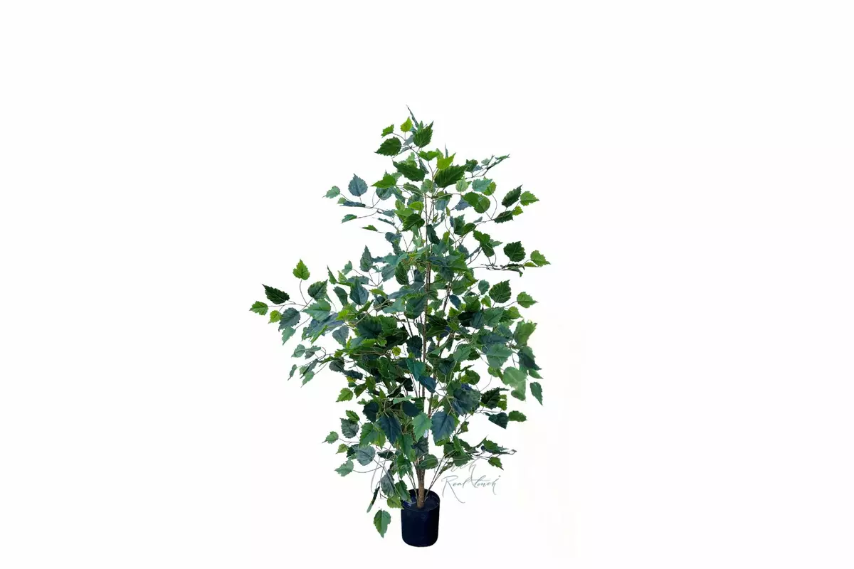 Birch tree 120 cm in a pot ( dark trunk ) - green