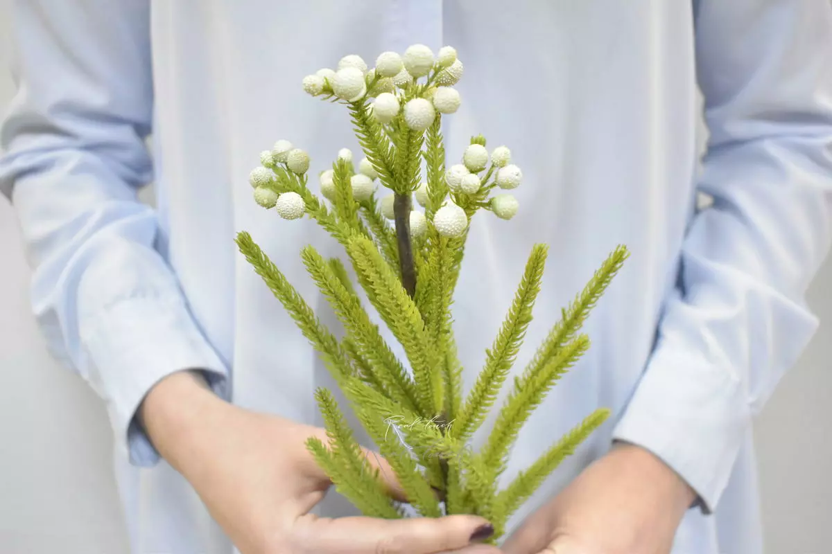 Brunia - white green Brunia - white green