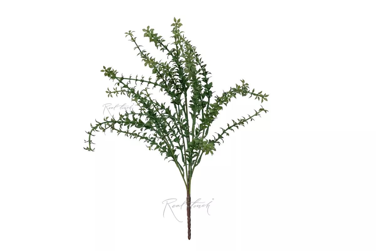 Thyme - Dark green