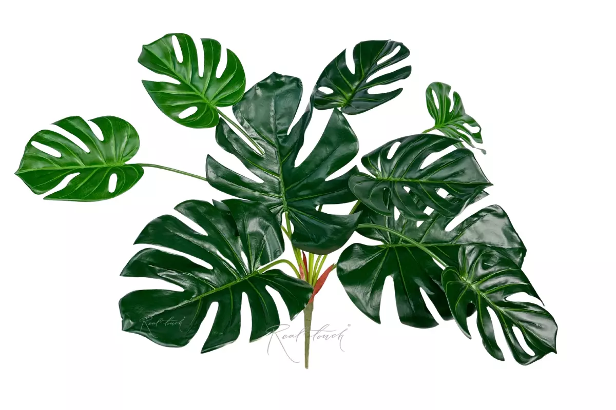 Monstera Bush 9 leaves - green