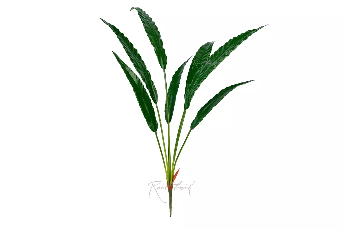 Calathea rufibarba bush of 7 leaves - green