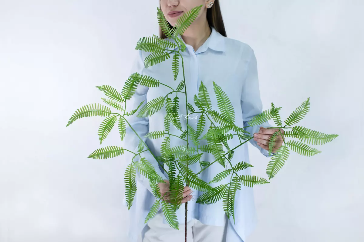 Branch of Dicranopteris linear large leaf - green