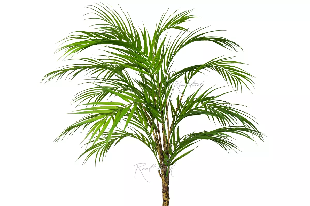 Areca palm in a bunch is medium - green