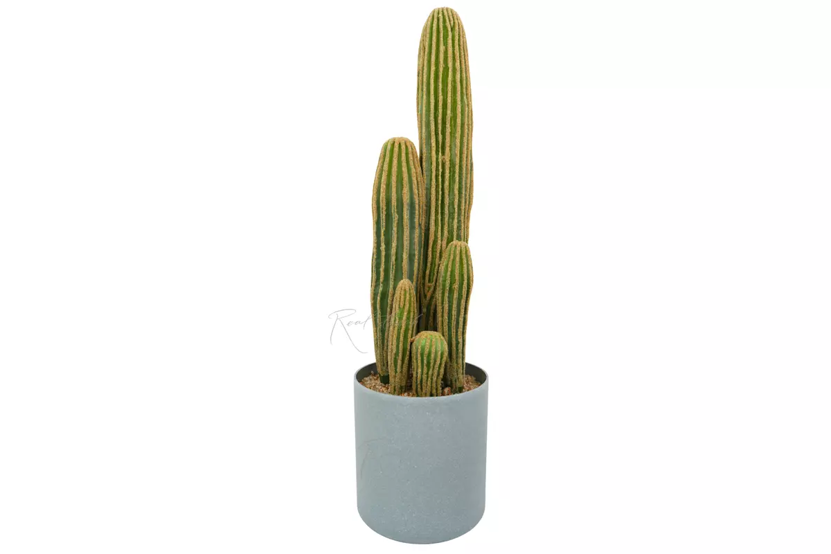 Cactus San Pedro average (cylinder flowerpot) - green
