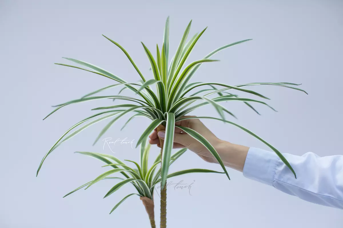 Dracaena edged 2 branches 56 sheets (76cm) - white green