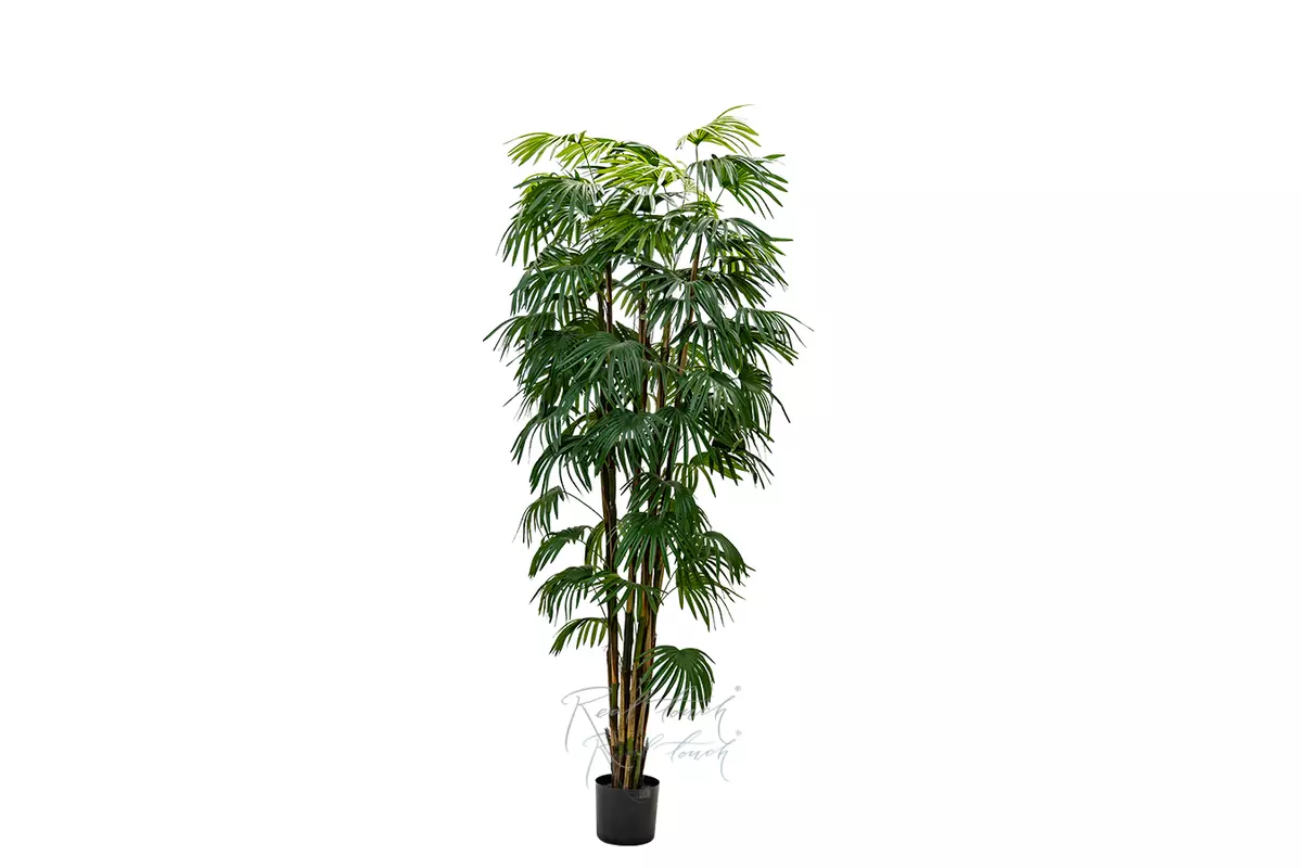 Fan palm 210cm - green