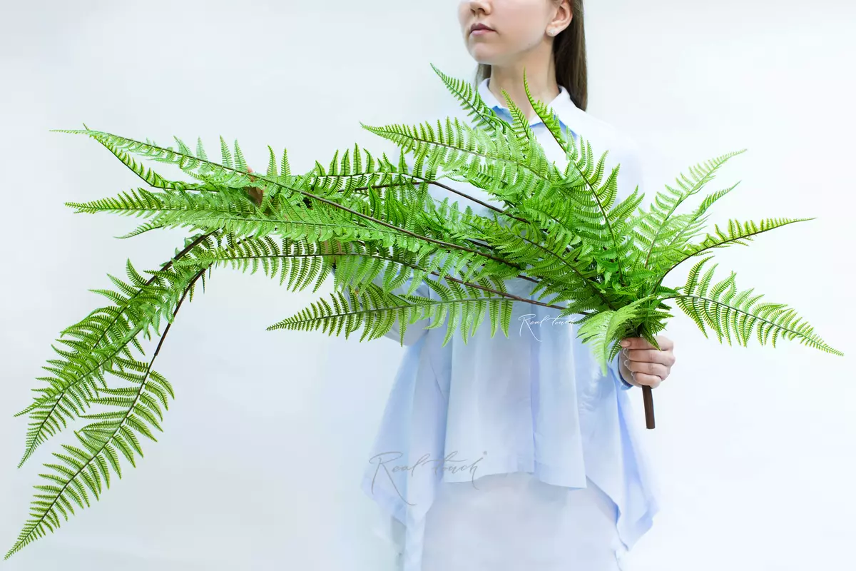 Polystichum lonchitis 117cm - green