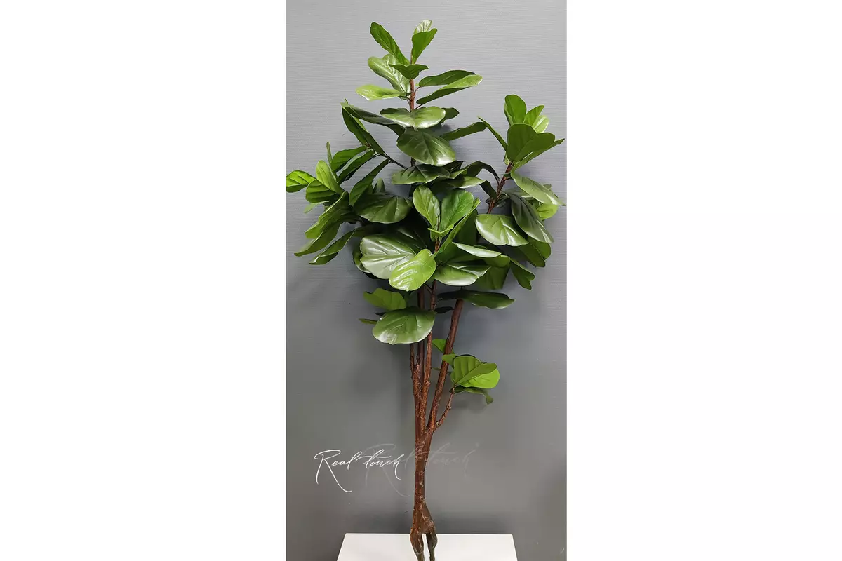 Fiddle-leaf fig tree Ficus Lyrata without pot 210cm - green
